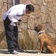 Consigue el repeto de tu perro