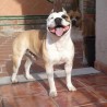 Albertobanon