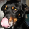Carlino