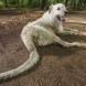 Keon el perro con la cola más larga del mundo. 