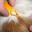 Cómo eliminar las garrapatas de los Perros
