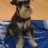 Horóscopo Canino