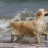 Exposiciones Caninas de Belleza