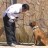 Consigue el repeto de tu perro
