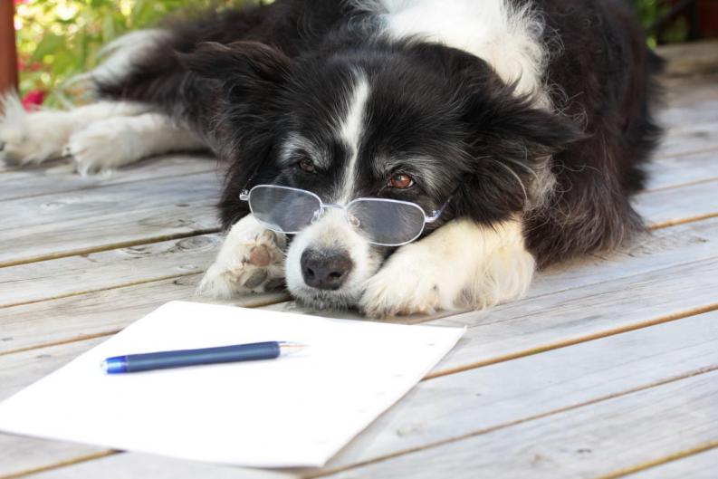 La inteligencia de los perros.