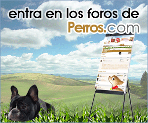 Foro perros