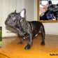 kyle argalon tarrab , hijo de unos de los mejores bulldog francés en mexico, padre borman iz palevyh.