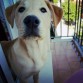 Nala con 4 meses