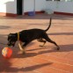 Persiguiendo la pelota de su tía Senda