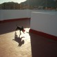El perro volador
