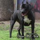 www.houseofpainkennel.com