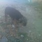 Yorky cuando me lo encontré... 