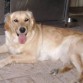 Mi perra, se llama  Africa (Afri) es un golden retriever nació en abril del 2007 es muy buena y muy cariñosa, te persigue a todas partes (hasta al baño) siempre está en mis pies, pero tiene mucho carácter no la gusta que la huelan otros perros y si la das algo ya no se lo puedes quitar (lo que se da no se quita, es su lema jejeje) es preciosa verdad? me encanta mi perra, la adoro, la amo