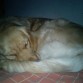 Duerme bien...