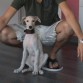 Hola soy pretor un galguito de tres meses de color canela, soy de badalona y vivo muy feliz con mis dueños.