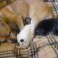 con sus otros bebes