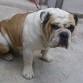TOBY
Buldog Ingles
Macho
Blanco Leonado
06-05-2010
No de Reg.CPRG9407-B