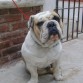 TOBY
Buldog Ingles
Macho
Blanco Leonado
06-05-2010
No de Reg.CPRG9407-B