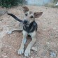 Preciosa cachorrita, cruce de pastor alemán, de unos 7 meses,  abandonada por Alborache (Valencia). Otra víctima del abandono estival. Todavía tiene la marca del collar, ayer su antiguo dueño la tiró del coche y se marchó. Es súper cariñosa, pero necesita un hogar urgentemente. Está muy flaquita y no sobrevivirá mucho tiempo. 
     
