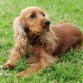 este ejemplar es muy fino cumple con todas las descripciones de un cocker spaniel es bueno para maquilas