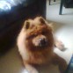 Aqui les presento a mi Toby.....proximo a cumplir 5 años........es de raza Chow Chow.....vive conmigo en Lima.......