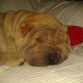 Mi gorDONA haciendo lo que le encanta...DORMIR!!!jj