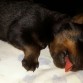 Lindo descansando