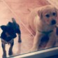 Aqui están Duque y su hermanito Django.