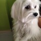 Recién salida de la peluquería, porque a pesar de que es una perrita es muy pero que muy presumida.