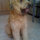 aqui  esta  mi jackson  terrier macho 