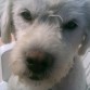 cali es un mestizo de caniche,es muy mimoso le encanta la gente
