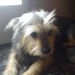 La tipica historia de una perrita que cuando es cachorro es muy graciosa, pero cuando es mayor la mandan a la perrera, pero como justo antes pasó por mi lado, me saludo, y le dije al dueño que de perrera nada, que me la quedo y que envejezca conmigo.