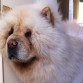 Hermoso chow chow blanco de 3 años.