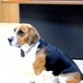 Como podeis apreciar, es un precioso Beagle de tamaño grande, pero sin sobre pasar la línea. tiene un pelaje muy buen cuidado con un brillo impecable.
Está en muy buena forma física.