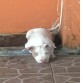 Khalesi con 2 meses
