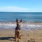 Thor en la playa de Port Saplaya