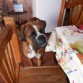  aca esta mi perrito es muy lindo