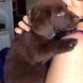 Kaiser es un labrador chocolate con 3 meses en esta foto