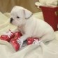 Bulldog frances impresionantes Regalo
Regalo camadas de bulldog frances blancos con manchas negras , blancos
con manchas canela y negros con pecho blanco listos para entregar ,
son muy cortitos.