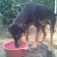 León comiendo sus croquetas . provecho