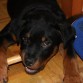 Roy comiendo una silla!