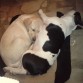 yago ( bull dog frances) y su hermana Lola( labrador)