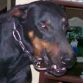 necesito encontrar novia para mi perro
