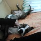 despertando