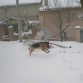 Le encanta saltar, correr y jugar en la nieve, de ahí esta foto.