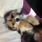 Medio dormido