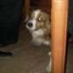 Debajo de la mesa, el pobre pidiendo comida.