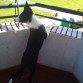 En el balcon cotilleando