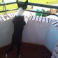 otra mas en el balcon