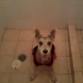 ¡¡Skipper busca novia!!